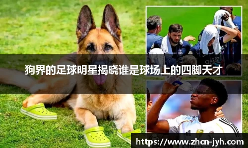 狗界的足球明星揭晓谁是球场上的四脚天才